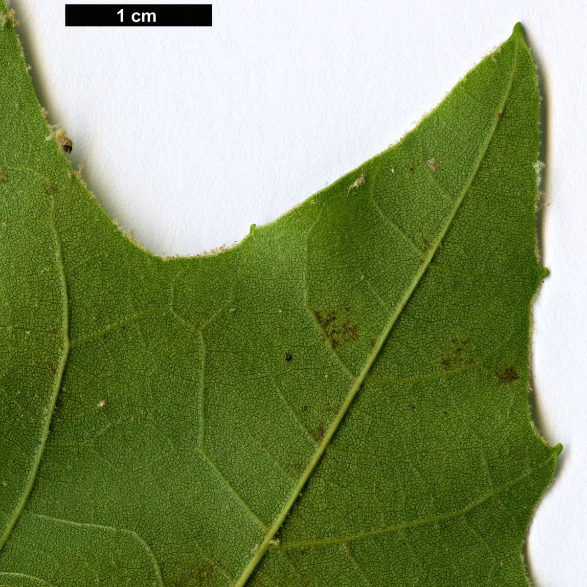 High resolution image: Family: Platanaceae - Genus: Platanus - Taxon: ×hispanica (P.occidentalis × P.orientalis)